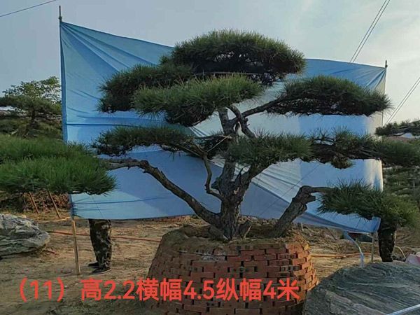 造型油松